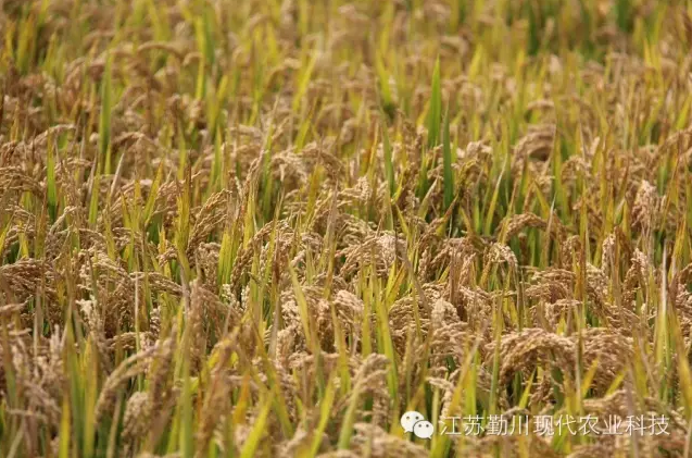 新米上市，搶購啦！